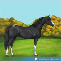 Horse Color:Black Sabino Tobiano
