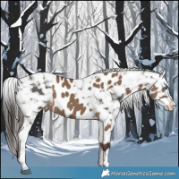 Horse Color:Liver Red Dun Sabino Splash Appaloosa  and Liver Chestnut Sabino Splash Appaloosa 