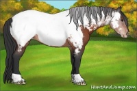 Horse Color:Brown Roan Appaloosa Rabicano 