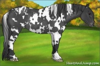 Horse Color:White Spotted Blue Roan Varnish Rabicano 