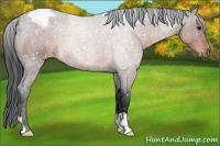 Horse Color:Brown Roan Snowcap 