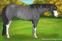 Horse Color:Blue Roan Sabino Rabicano 