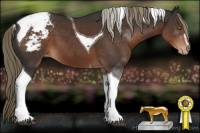 Horse Color:Liver Chestnut Sabino Tobiano Appaloosa 