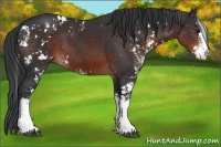 Horse Color:Brown Sabino
