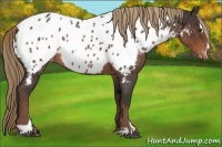 Horse Color:Liver Red Roan Sabino Appaloosa 