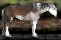 Horse Color:Liver Chestnut Sabino 
