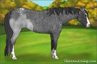 Horse Color:Blue Roan Sabino Appaloosa 
