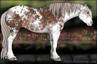 Horse Color:Liver Chestnut Sabino Appaloosa 