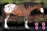 Horse Color:Bay Roan Sabino Appaloosa 