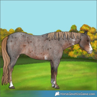 Horse Color:Liver Red Roan Sabino 