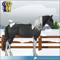 Horse Color:Black Tobiano 