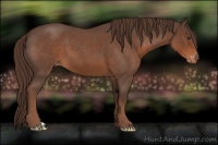 Horse Color:Liver Red Roan Appaloosa 