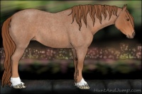 Horse Color:Red Roan 