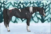 Horse Color:Black Splash Tobiano 