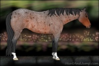 Horse Color:Bay Roan 