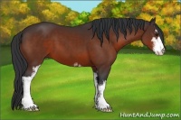 Horse Color:Bay Sabino 