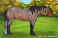 Horse Color:Bay Roan 