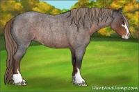 Horse Color:Liver Red Roan Sabino Rabicano 