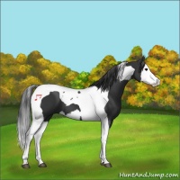 Horse Color:Black Splash Tobiano 