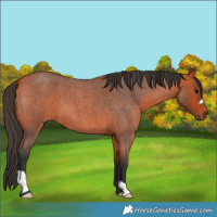 Horse Color:Bay Roan 