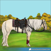 Horse Color:Gold Cream Champagne Roan