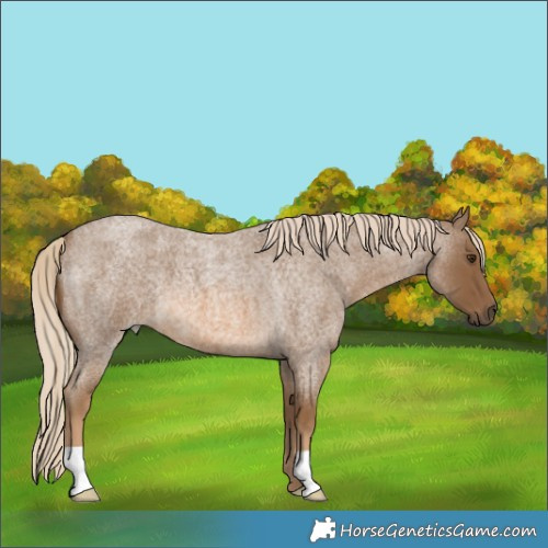 Horse Color:Chocolate Palomino Roan 