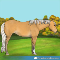 Horse Color:Silver Buckskin 