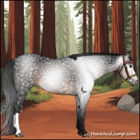 Horse Color:Gray Brown 