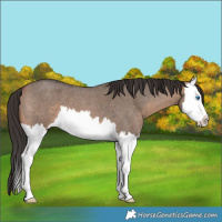 Horse Color:Bay Roan Dun Splash