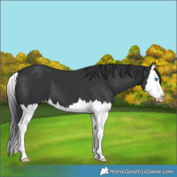 Horse Color:Black Splash 