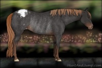 Horse Color:Liver Chestnut Appaloosa Rabicano