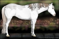 Horse Color:White Spotted Liver Red Roan Splash Appaloosa Rabicano