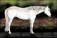 Horse Color:Chestnut Splash Appaloosa 