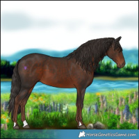 Horse Color:Liver Chestnut 