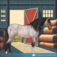 Horse Color:Bay Roan Tobiano 