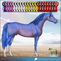 Horse Color:Watercolor Brown 