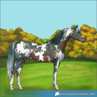 Horse Color:Watercolor White Spotted Liver Chestnut 