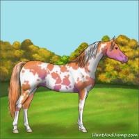 Horse Color:Watercolor White Spotted Liver Chestnut 