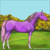 Horse Color:Watercolor Bay 