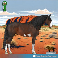 Horse Color:Liver Chestnut 