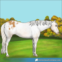 Horse Color:Palomino Appaloosa