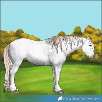 Horse Color:Gray Liver Chestnut Tobiano Rabicano 