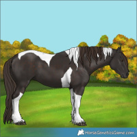 Horse Color:Liver Chestnut Tobiano 