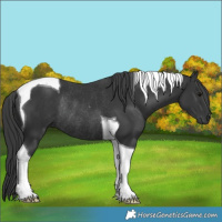 Horse Color:Black Tobiano Rabicano
