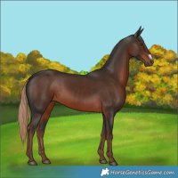 Horse Color:Liver Chestnut Frame 