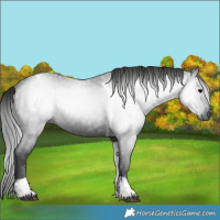 Horse Color:Gray Black Tobiano Rabicano