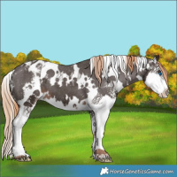 Horse Color:White Spotted Liver Chestnut Sabino Splash Appaloosa 
