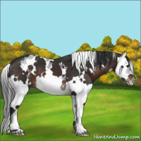 Horse Color:White Spotted Brown Splash 