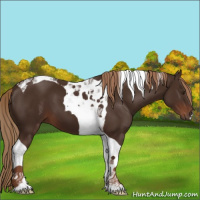 Horse Color:Liver Chestnut Tobiano 