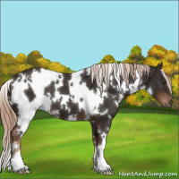 Horse Color:White Spotted Liver Chestnut 